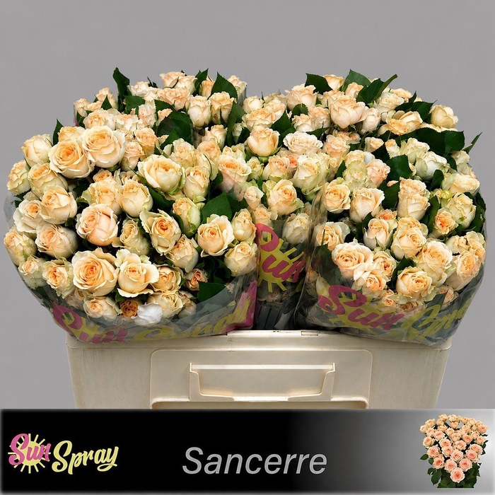 <h4>R TR SANCERRE</h4>