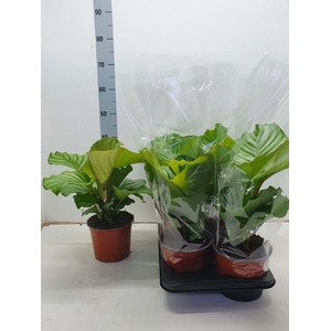 Calathea Orbifolia 17Ø 45cm