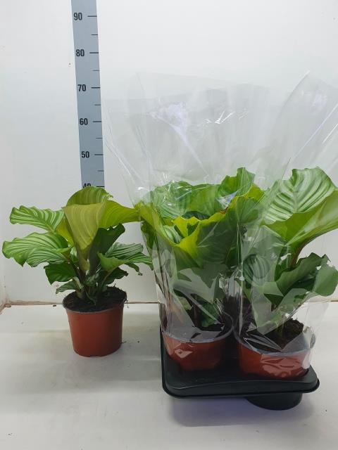 Calathea Orbifolia 17Ø 45cm