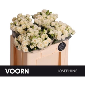 Rosa spray josephine