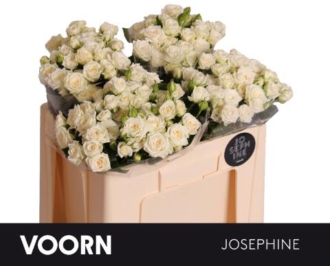 <h4>Rosa spray josephine</h4>
