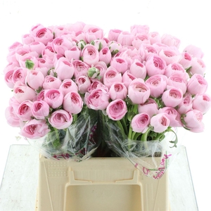 Ran Su Sr Hanoi Pink 1a