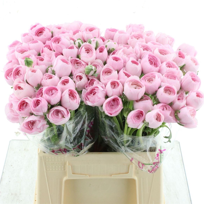 <h4>Ran Su Sr Hanoi Pink 1a</h4>