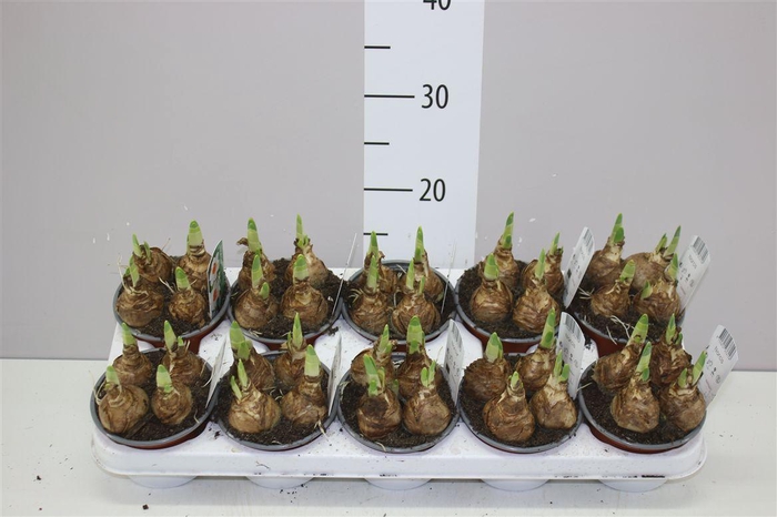 <h4>Narcis Bernett Browning</h4>