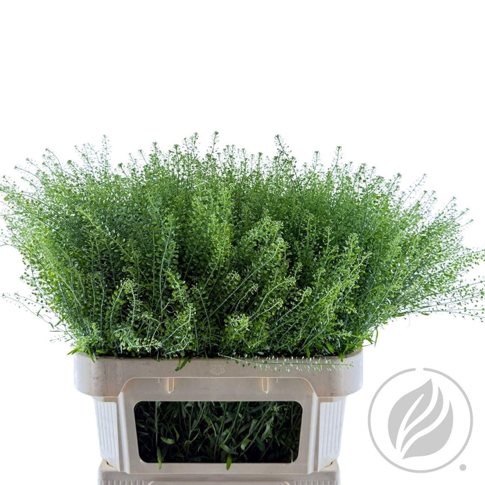 <h4>Lep Ru Green Bell</h4>