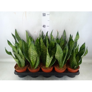 Sansevieria zeylanica