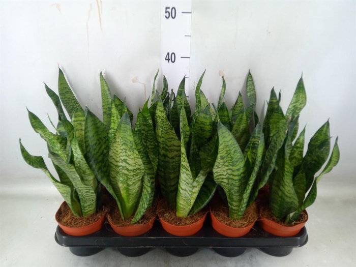 <h4>Sansevieria zeylanica</h4>