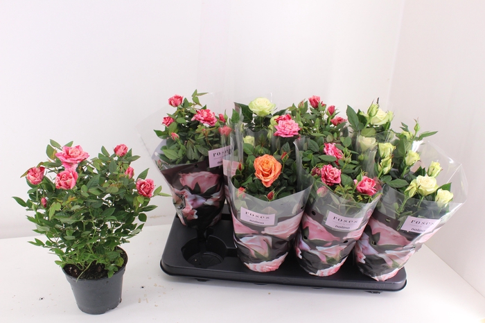 <h4>RO PATHIT GEM 3 SRT</h4>