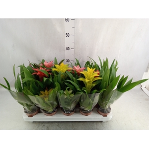 Guzmania   ...mix 7