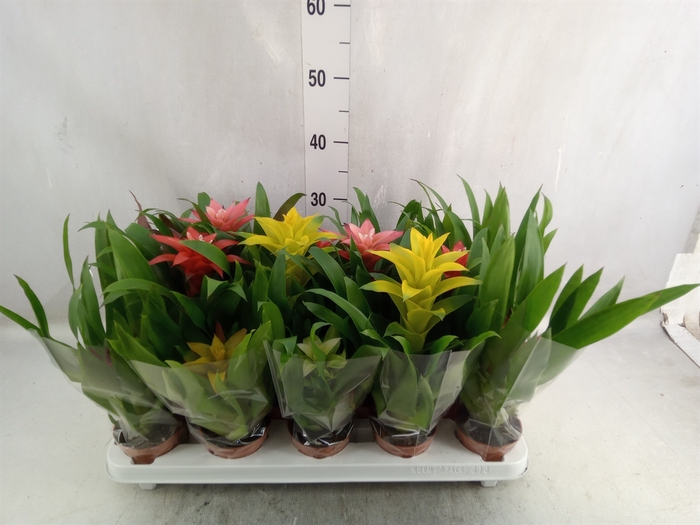 <h4>Guzmania   ...mix 7</h4>