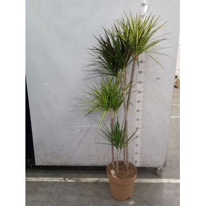 Dracaena   ...mix