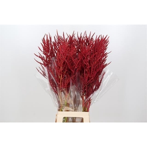 BROMELIABLOEM