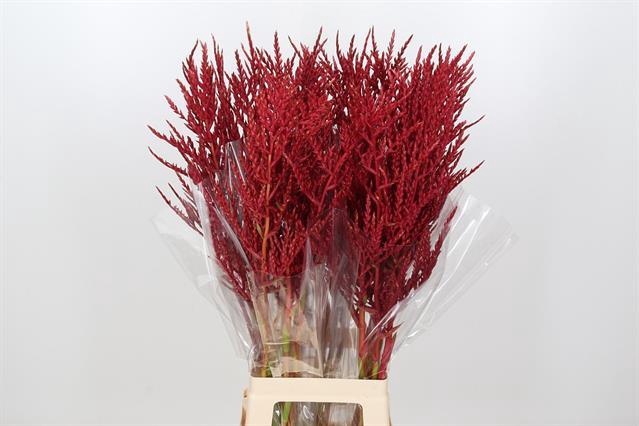 BROMELIABLOEM