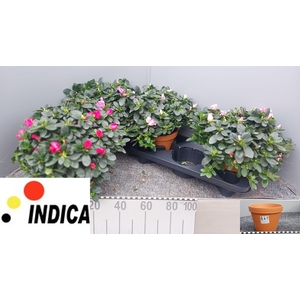 RHODO SI V GEM 5 SRT