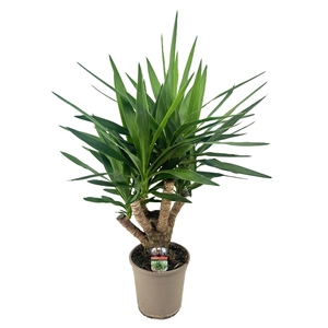 Yucca elephantipes vertakt