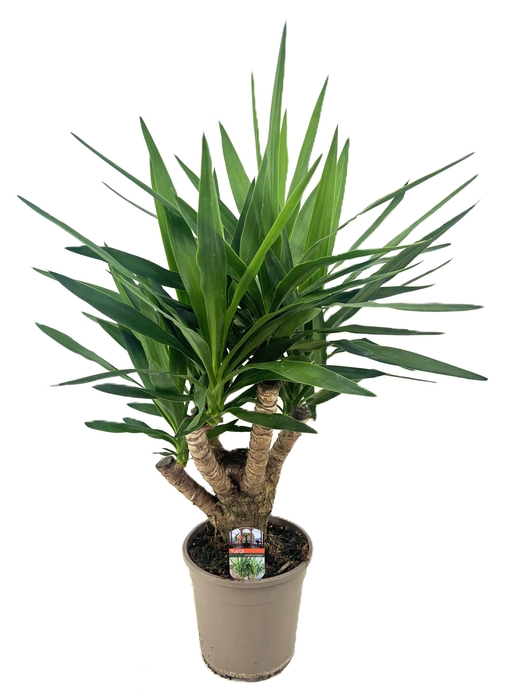 <h4>Yucca elephantipes vertakt</h4>
