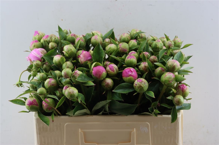 <h4>Paeo L Pascalle Pink</h4>