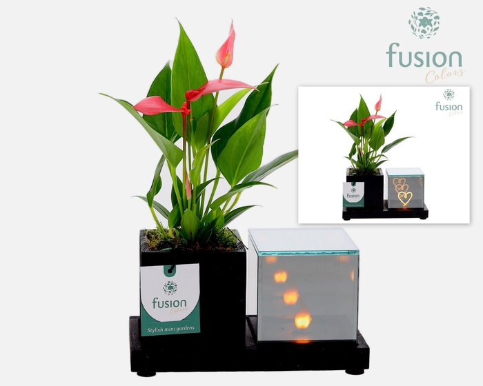 <h4>Houten Elegant LED planter met Anthurium</h4>