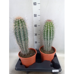 Pachycereus pringlei