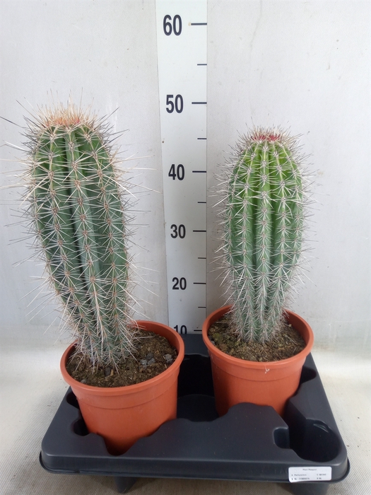 <h4>Pachycereus pringlei</h4>