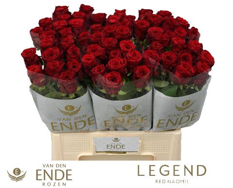<h4>R Gr Red Naomi Legend</h4>