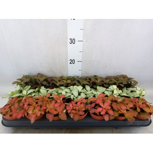 Fittonia   ...mix 3