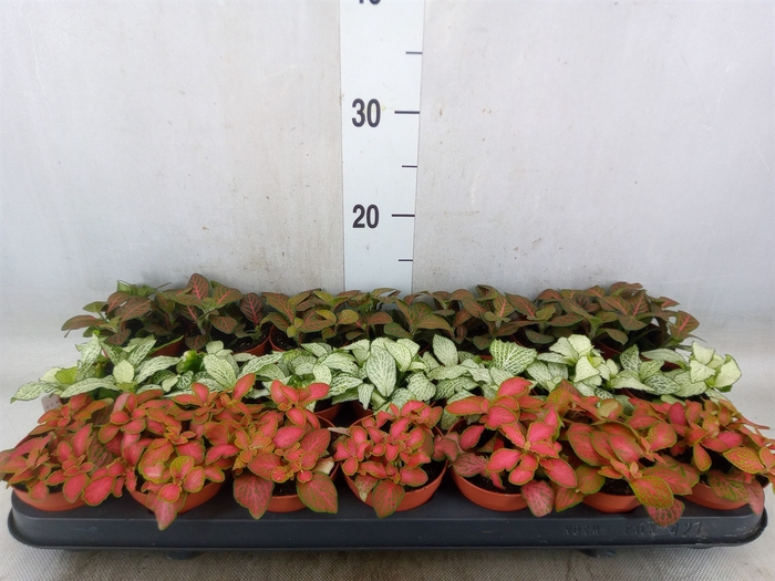 <h4>Fittonia   ...mix 3</h4>