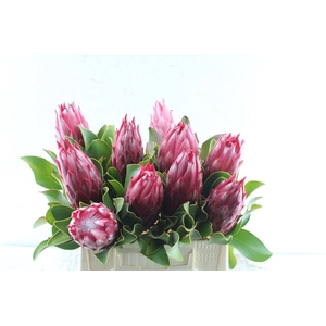 Protea Cy Madiba