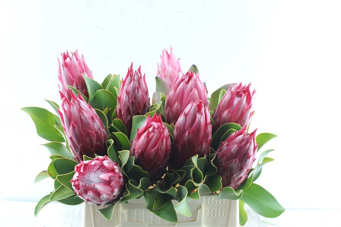 <h4>Protea Cy Madiba</h4>