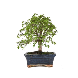 ZELKOVA