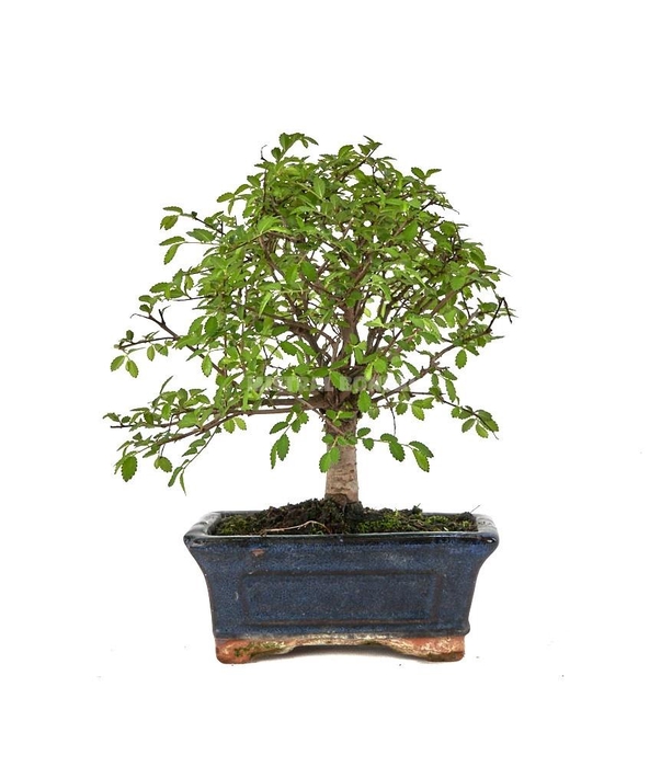 <h4>ZELKOVA</h4>