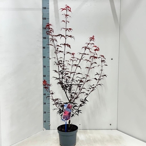 Acer palmatum Skeeters Broom
