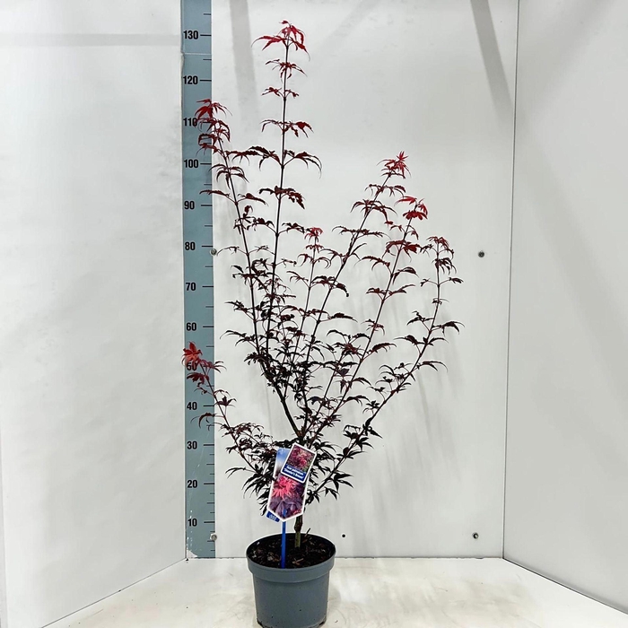<h4>Acer palmatum Skeeters Broom</h4>