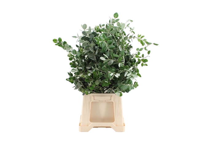 <h4>Pittosporum Ralphi</h4>