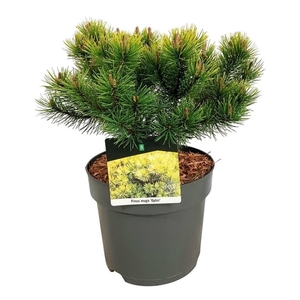 Pinus mugo 'Ophir'