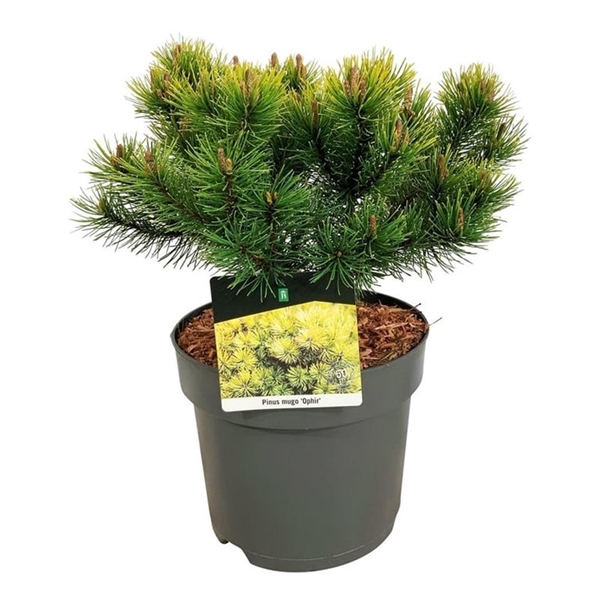 <h4>Pinus mugo 'Ophir'</h4>