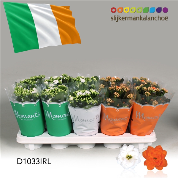 <h4>Kalanchoe Moments - Ireland flag</h4>