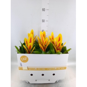 Vriesea  'Intenso Yellow Flame'