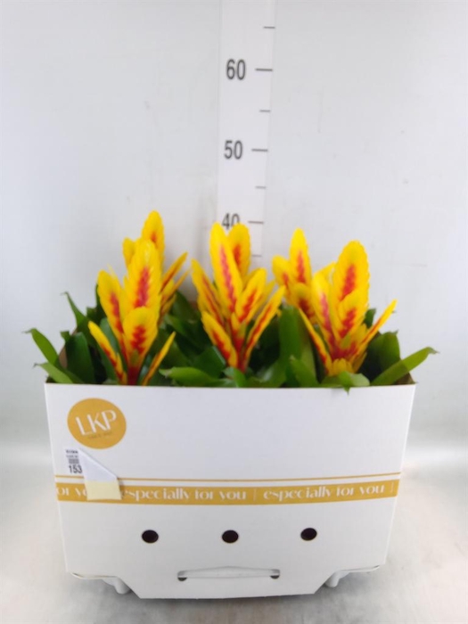 <h4>Vriesea  'Intenso Yellow Flame'</h4>