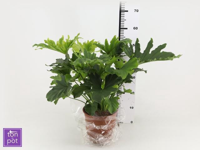 <h4>PHIL OVERIG</h4>