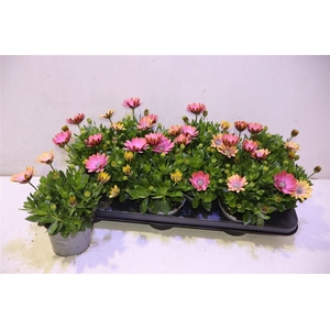 Osteo Fp Chryst Pink