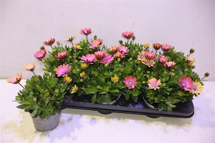 <h4>Osteo Fp Chryst Pink</h4>