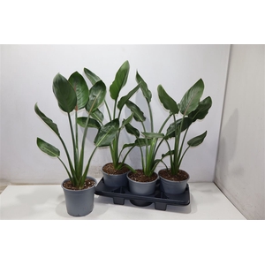 Strelitzia Regin Bl