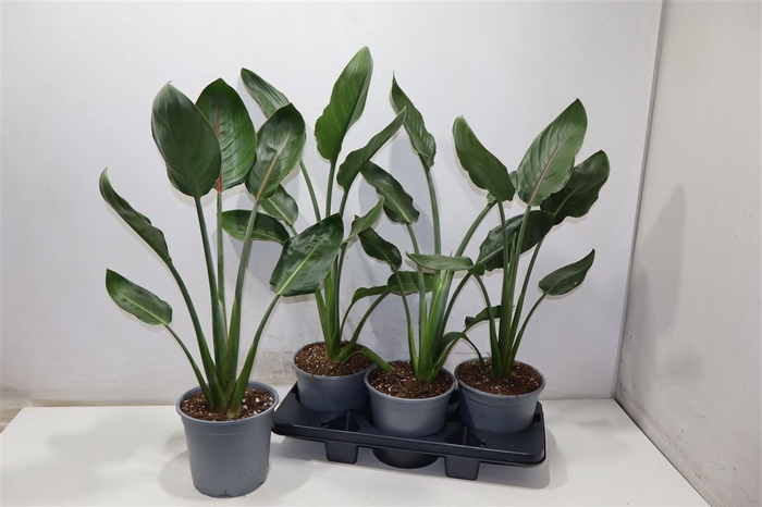 <h4>Strelitzia Regin Bl</h4>