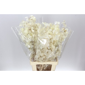 Lunaria Wit