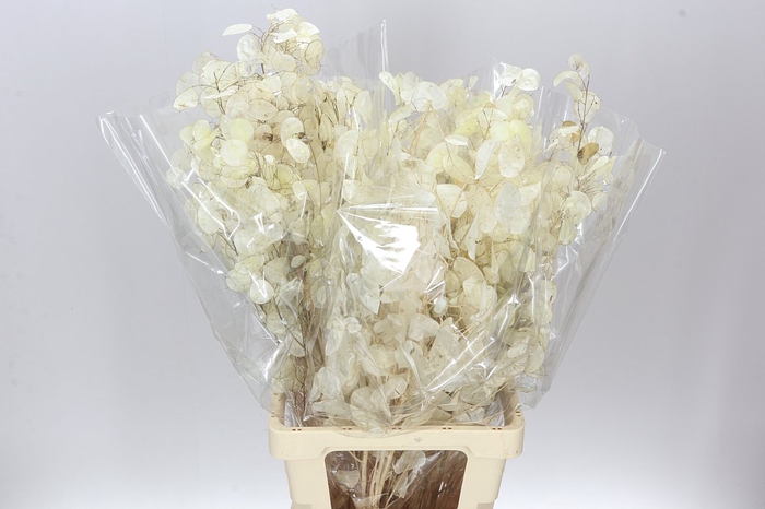 <h4>Lunaria Wit</h4>