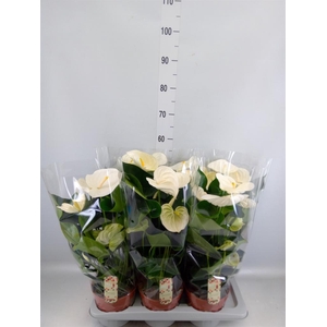 Anthurium andr. 'Alpine'