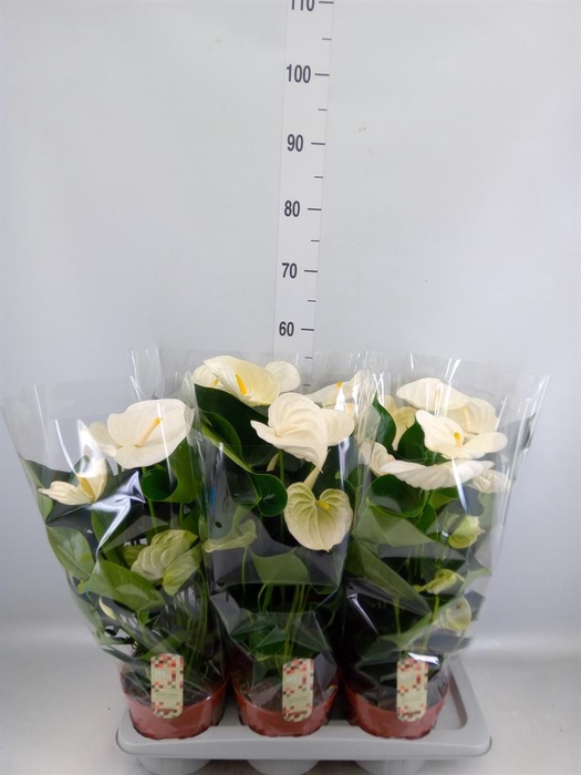 <h4>Anthurium andr. 'Alpine'</h4>