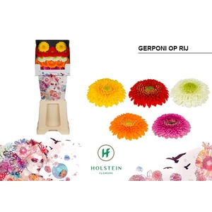 Germini Pomponi Mix Pomponi  Diamond
