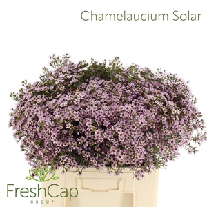 Chamelaucium Solar